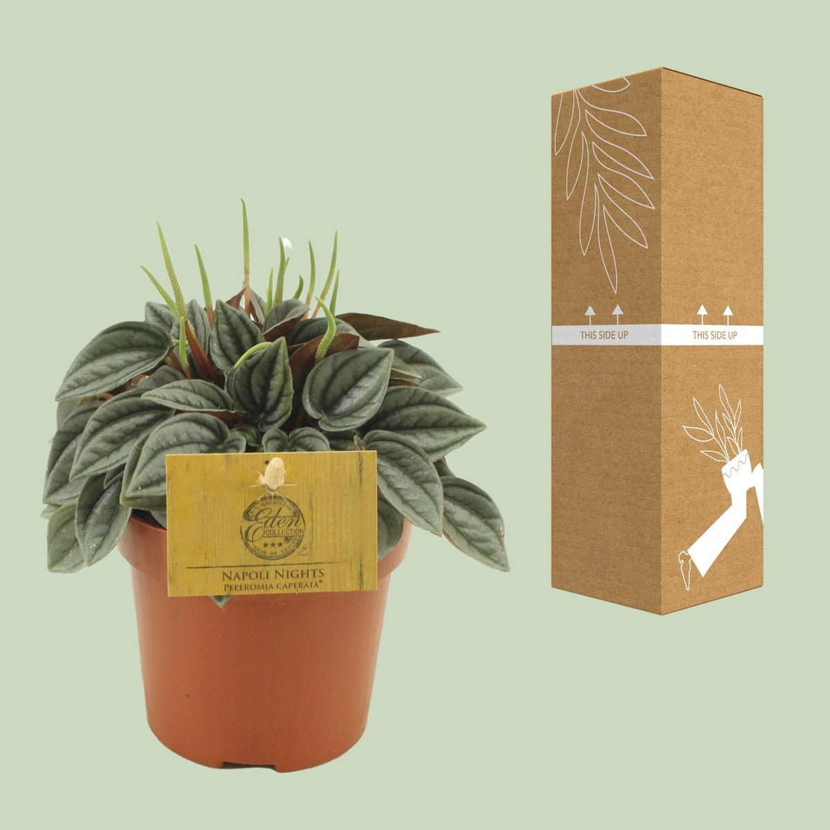 Peperomia Napoli Nights – Zimmerpflanze – Ø10,5cm – ca. 15cm hoch – Pflegeleichte, luftreinigende Sukkulente – Für Wohnung & Büro 