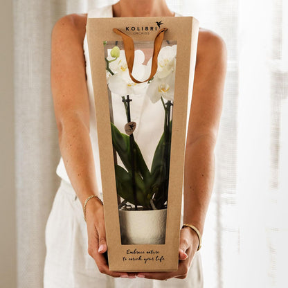 Kolibri Orchids | Pflanzengeschenk viel Glück | Lausanne-Orchidee mit Topf, Karte & Geschenktasche 