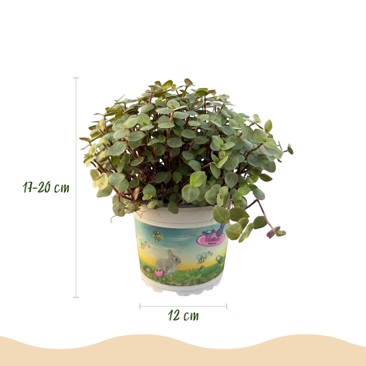 Callisia repens Schildkrötenpflanze – Haustierfreundliche Zimmerpflanze 12cm – Höhe ca.14cm – Pflegeleichte Grünpflanze für Wohnzimmer Büro & Schlafzimmer - Oasis of Life