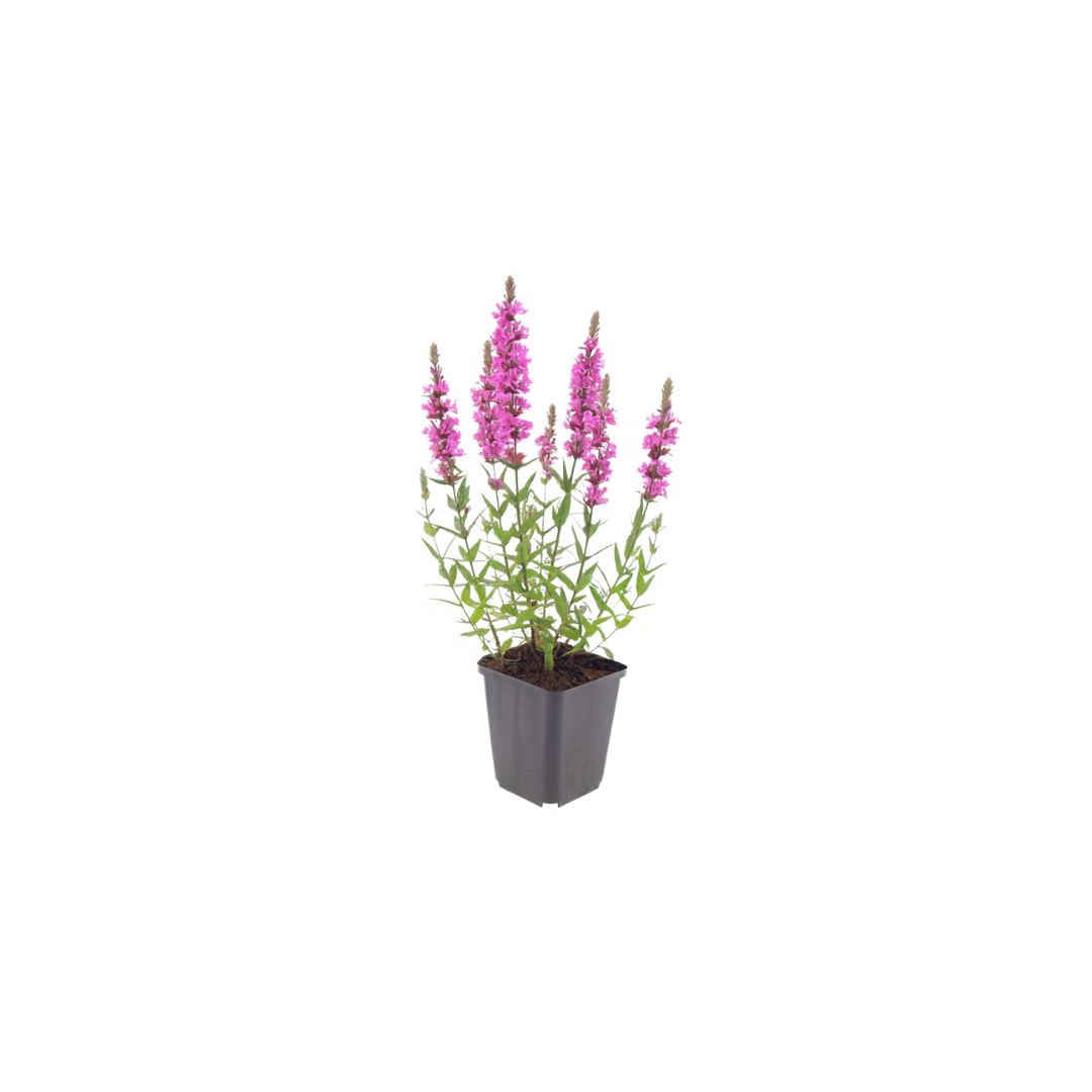 Lythrum salicaria Blutweiderich – Ø9cm – Höhe10-25cm – Ansicht 16