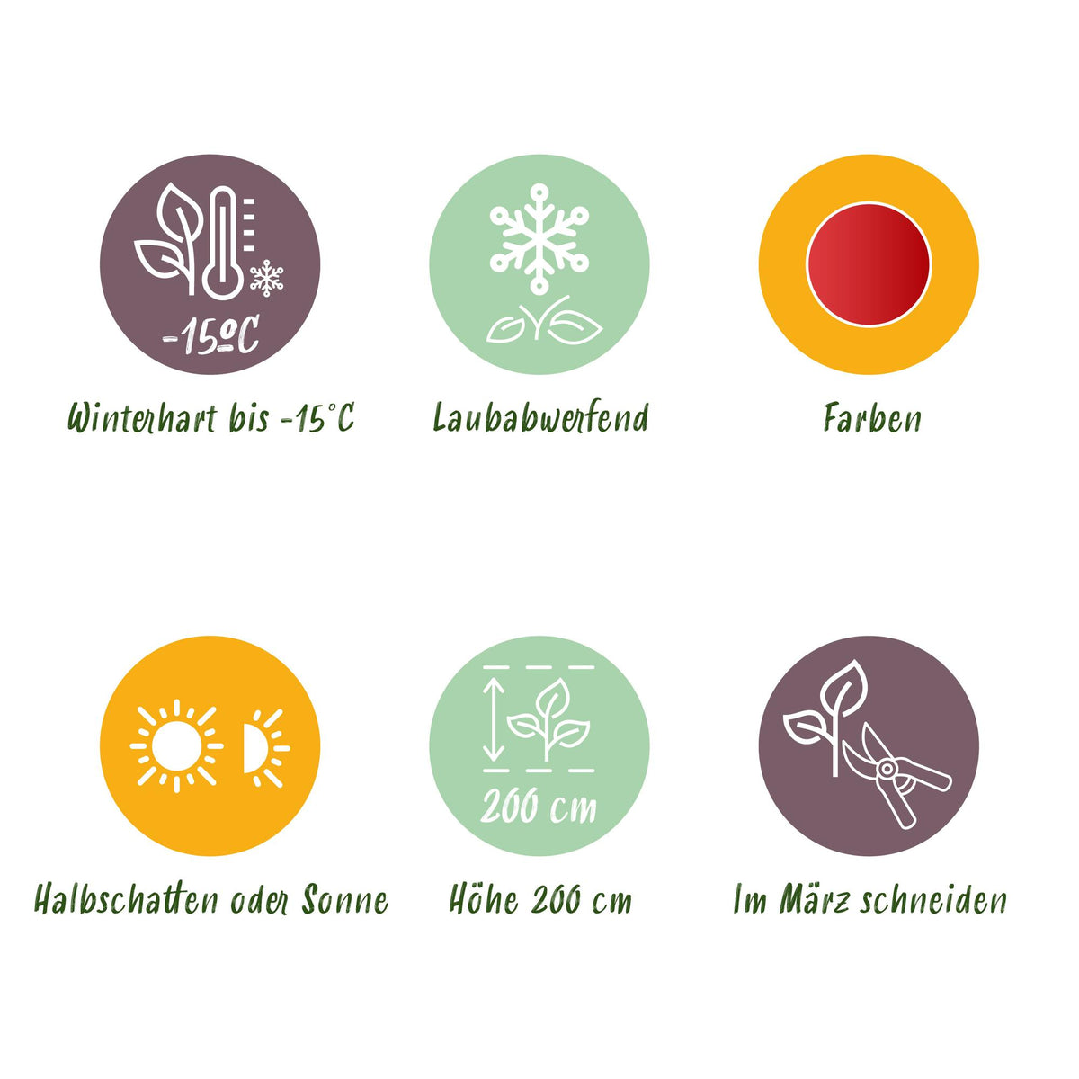 Green boutiQ - Gartenpflanze - Acer palmatum Beni Maiko - Japanischer Ahorn - Laubabwerfend - Rot - 1 - Topf 26cm - Höhe 90cm 