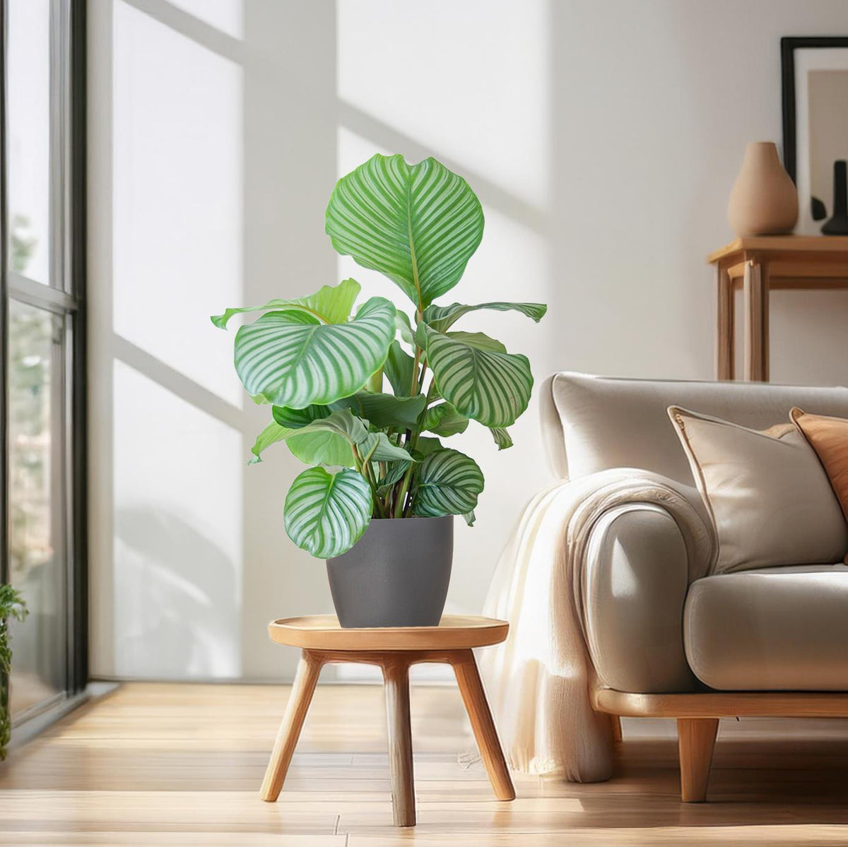 Korbmarante Calathea Orbifolia – Zimmerpflanze 65cm – Ø21cm – Luftreinigend – Inklusive biologisch abbaubarem Viber-Topf Grau – Exotische Zimmerpflanze mit mintgrünen Blättern 