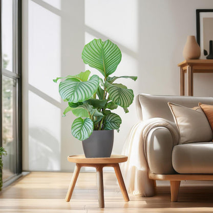 Korbmarante Calathea Orbifolia – Zimmerpflanze 65cm – Ø21cm – Luftreinigend – Inklusive biologisch abbaubarem Viber-Topf Grau – Exotische Zimmerpflanze mit mintgrünen Blättern 