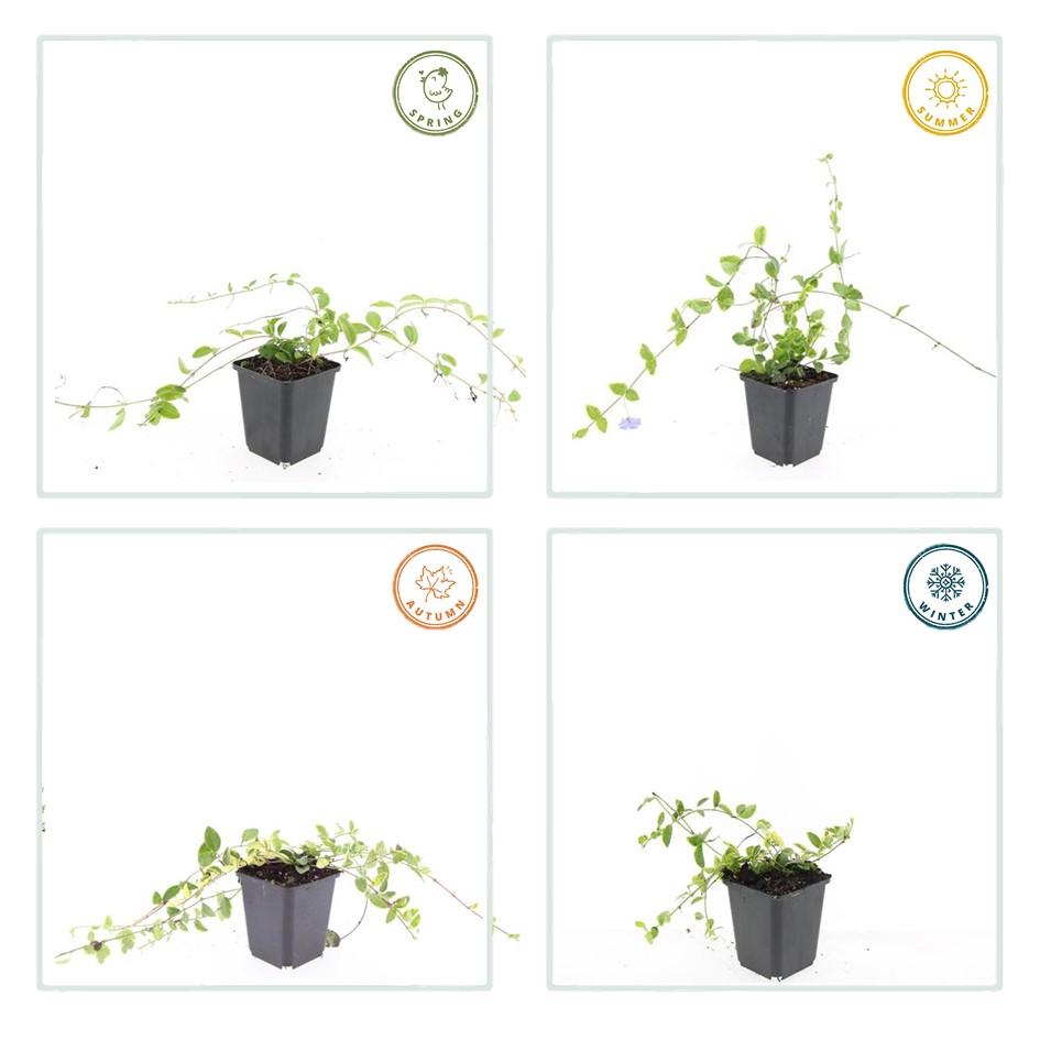 Kleinblättriges Immergrün Vinca minor 'Blue and Gold' – ↕10-25cm – Ø9cm – 6 Pflanzen – Wintergrüner Bodendecker mit goldgelbem Laub – Blau-lila Blüten – Für Beete & schattige Bereiche – Pflegeleicht & robust 