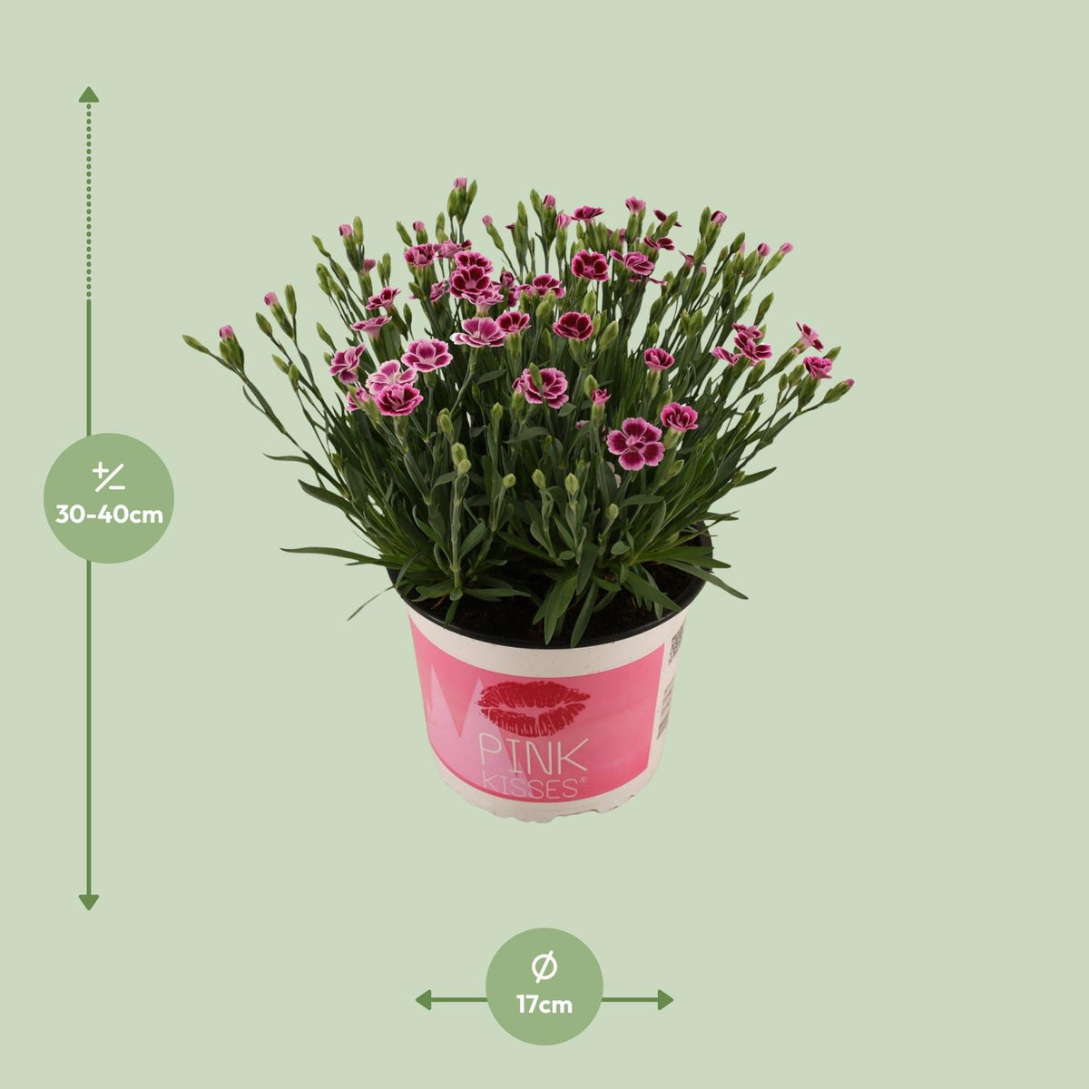 Dianthus Pink Kisses 17 CM © - Ø17cm - ↕40cm 
