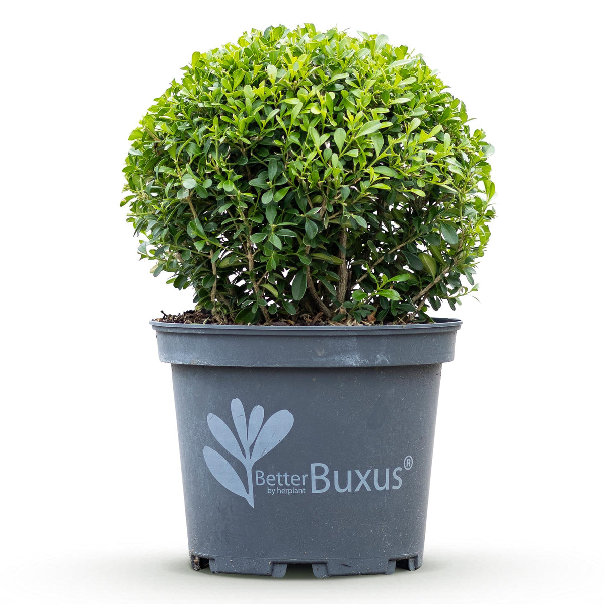 GreenboutiQ - Buxus Kugel - BetterBuxus Skylight - Widerstandsfähig gegen die Buxuskrankheit - 1 Pflanze - Topf 23cm Kugel 25cm 