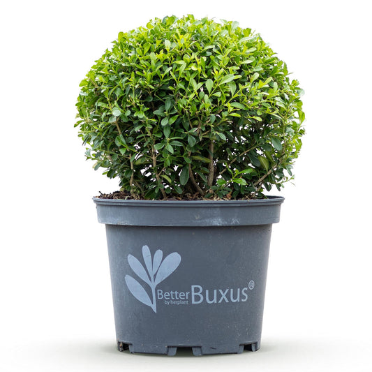 GreenboutiQ - Buxus Kugel - BetterBuxus Skylight - Widerstandsfähig gegen die Buxuskrankheit - 1 Pflanze - Topf 23cm Kugel 25cm 