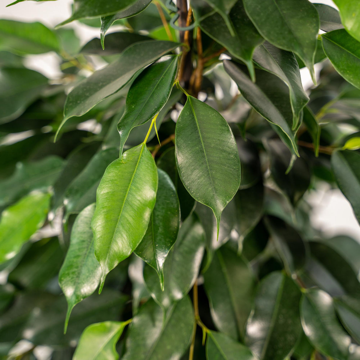 Ficus benjamina Danielle - Ø21cm - ↕95cm + Korb Selin 
