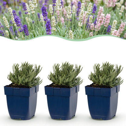 Lavendel 'Tricolour' – Lavandula 'Tricolour' – 6 Pflanzen – Topf Ø11cm