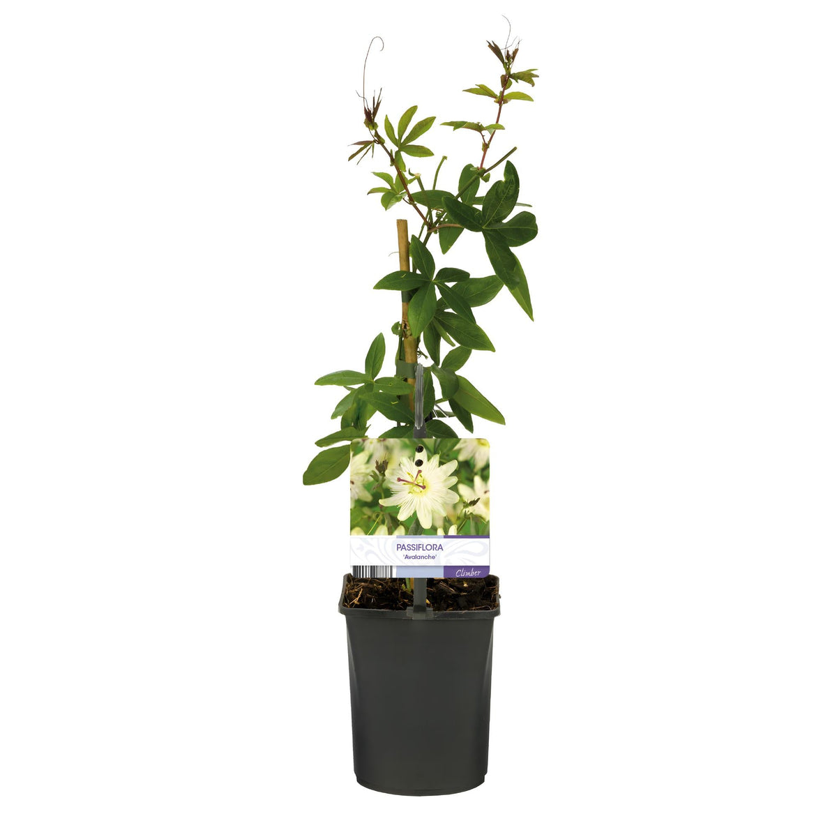 Passionsblume - Passiflora Avalanche - Blüte Weiß - Pflegeleicht - 2 Pflanzen - Topf 11cm Höhe 40cm 