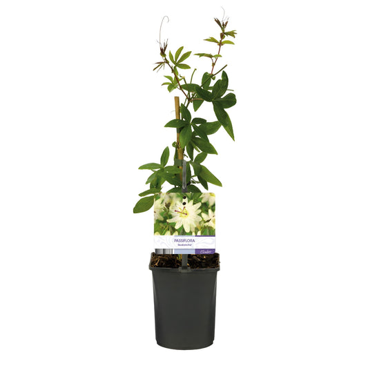 Passionsblume - Passiflora Avalanche - Blüte Weiß - Pflegeleicht - 2 Pflanzen - Topf 11cm Höhe 40cm 