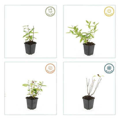 Hypericum inodorum 'Annebel' – 48 Pflanzen – ↕10-25 cm – Ø9 cm – Gelber Sommerblüher – Pflegeleichter, winterharter Strauch 