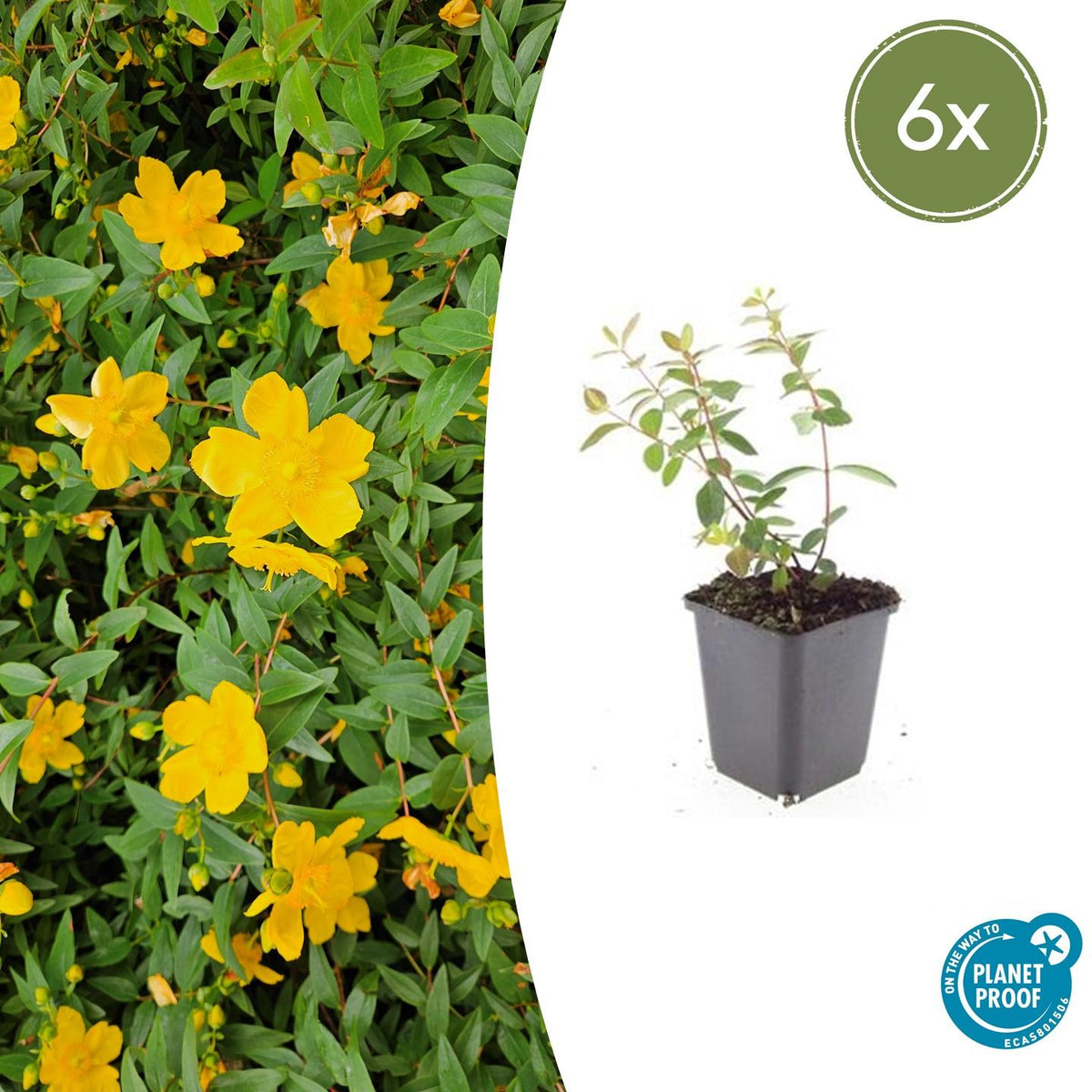 Johanniskraut Hypericum dummeri 'Peter Dummer' – ↕10-25cm – Ø9cm – 6 Pflanzen – Winterharter Bodendecker mit gelben Blüten 