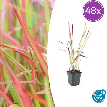 Japanisches Blutgras Imperata cylindrica 'Red Baron' – ↕10-25cm – Ø9cm – Ansicht 24