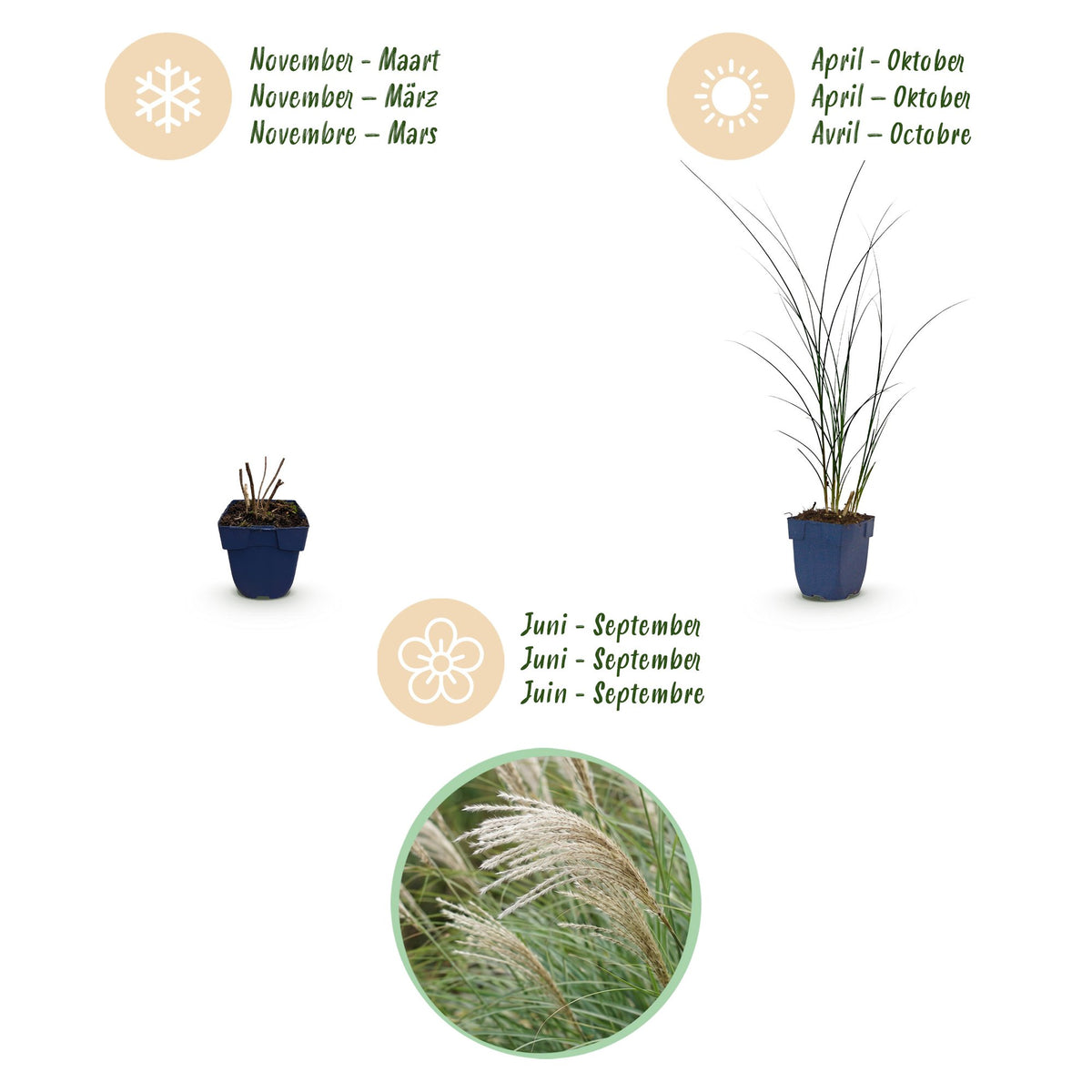 Chinaschilf 'Gracillimus' – Miscanthus sinensis 'Gracillimus' – Topf Ø11cm – Ansicht 4
