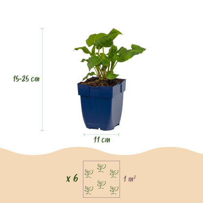 Knöterich 'Tricolour' – Persicaria 'Tricolour' – 6 Pflanzen – Topf Ø11cm – Ansicht 3