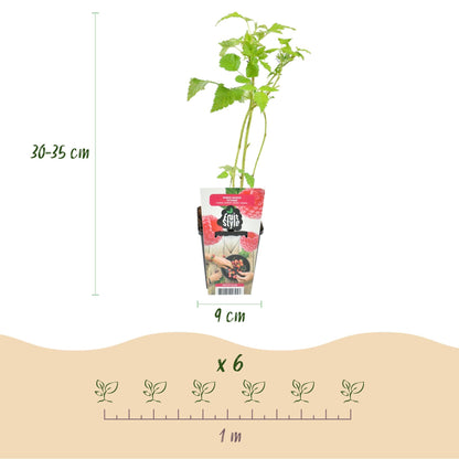 Himbeere Rubus idaeus Ottawa winterhart 3 Pflanzen Ø9cm Höhe 30cm – Rote Himbeere für Garten Beet Balkon & Terrasse – Süß & e