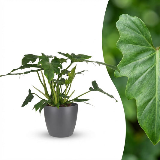 Green boutiQ - Zimmerpflanze - Philodendron Lacerum - Grün - Pflegeleicht - 1 Pflanze - Inklusive grauem Topf - Topf Ø 19cm - Höhe 65cm 