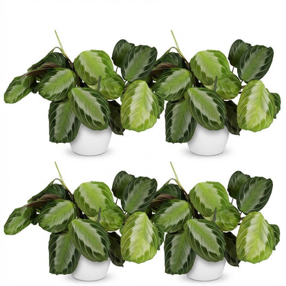 Maranta Fascinator Silverband 2er Set Pflanzen Mit Weißem Topf Ø12cm Höhe ca.25cm Gebetspflanze Grün Haustierfreundlich Pfleg
