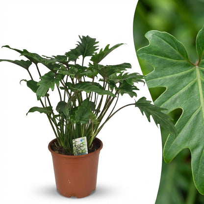Green boutiQ - Zimmerpflanze - Philodendron - Philodendron Xanadu - Grün - Pflegeleicht - 1 Pflanze - Topf 19cm - Höhe 60cm 