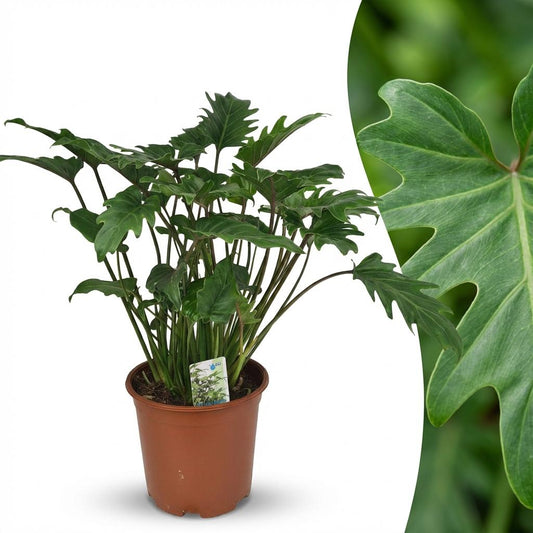 Green boutiQ - Zimmerpflanze - Philodendron - Philodendron Xanadu - Grün - Pflegeleicht - 1 Pflanze - Topf 19cm - Höhe 60cm 