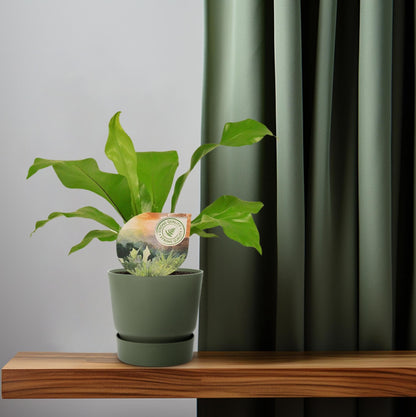 Rippenfarn – Asplenium Nidus – Zimmerpflanze – Ø12 cm – ↨35 cm – Pflegeleicht & Luftreinigend – Ideal für Halbschatten 