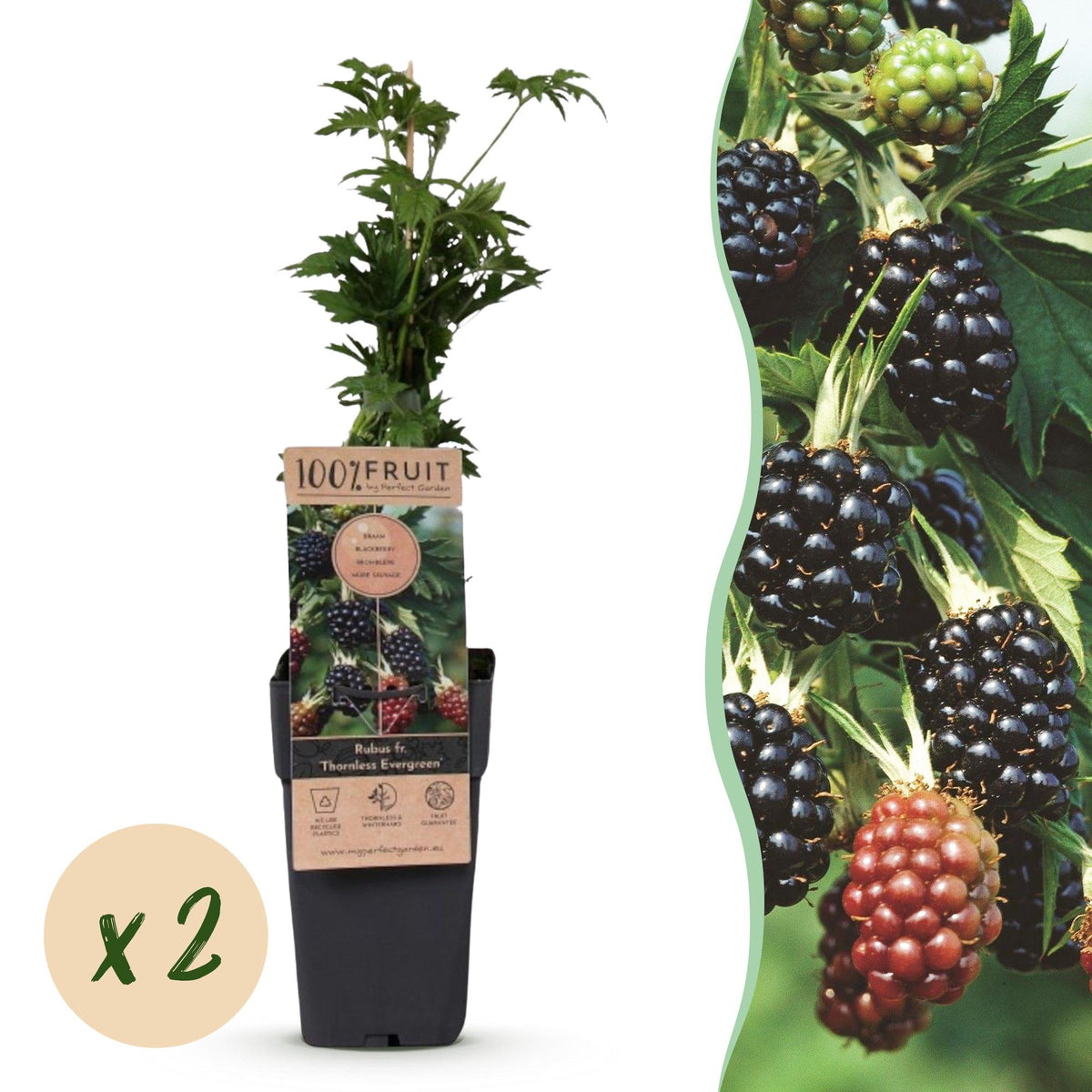 Green boutiQ - Fruit Plant - Rubus fruticosus Thornless Evergreen - Blackberry Plant - Thornless - Black Raspberry - 2 Plants - Pot 15cm - Height 50cm 
