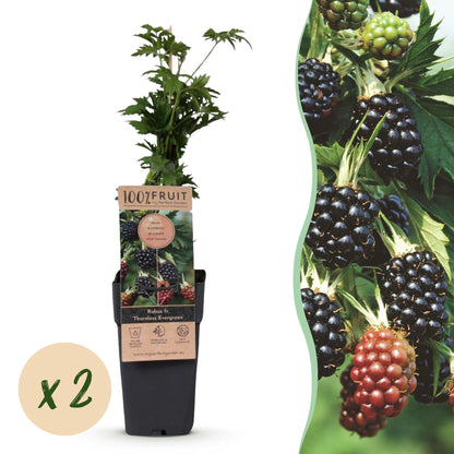 Green boutiQ - Fruit Plant - Rubus fruticosus Thornless Evergreen - Blackberry Plant - Thornless - Black Raspberry - 2 Plants - Pot 15cm - Height 50cm 