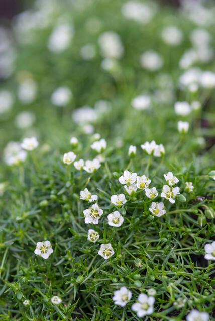 Sagina subulata – Irisches Moos – 6er-Set Bodendecker – Ø9cm – Immergrün & trittfest – Pfriemen-Mastkraut für Fugen, Steingarten & Rasenersatz – ↕10–25 cm 