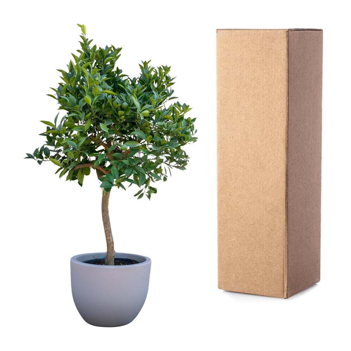 Sinaasappelboom - 200 cm - ø40 