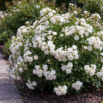 Green boutiQ - Gartenrose - Rosa White Fairy - Rose - Winterhart - Weiß - 1 Pflanze - Topf 12cm - Höhe 20-25cm 