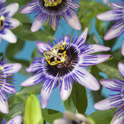 Passionsblume - Passiflora Damsels Delight - Blüte Lila mit Weiß - Wenig Pflege - 2 Pflanzen - Topf 11cm Höhe 40cm 