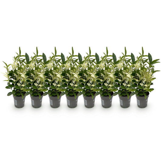 GreenboutiQ - Heckenpflanzen - Euonymus japonica Paloma Blanca - Blatt Grün und Weiß - 8 Pflanzen - 1 Laufender Meter - Immergrün - Topf 9cm Höhe 30-35cm 