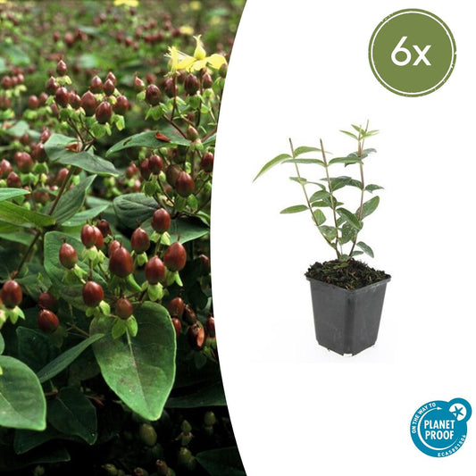 Johanniskraut Hypericum inodorum 'Rheingold' – ↕10-25cm – Ø9cm – 6 Pflanzen – Winterhart, Goldgelbes Laub & Bienenfreundlich 