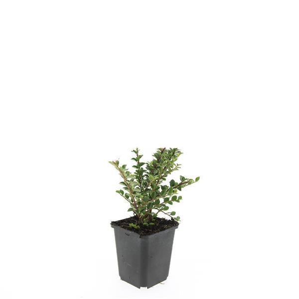Cotoneaster horizontalis – 24 Pflanzen – ↕10-25 cm – Ø9 cm – Winterharter Zierstrauch – Rote Beeren – Pflegeleicht & Vogelfreundlich 