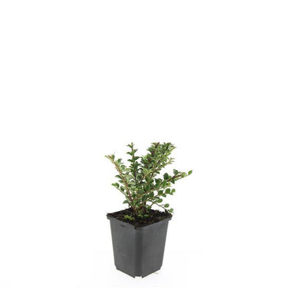 Cotoneaster horizontalis – 24 Pflanzen – ↕10-25 cm – Ø9 cm – Winterharter Zierstrauch – Rote Beeren – Pflegeleicht & Vogelfreundlich 