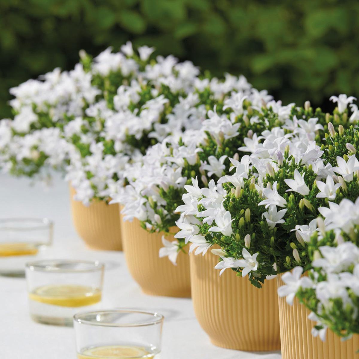 Campanula Addenda - Glockenblume weiß Topfgröße 12cm - 1m2 Bodendecker - 6 Pflanzen - Ambella Weiß - Winterhart 