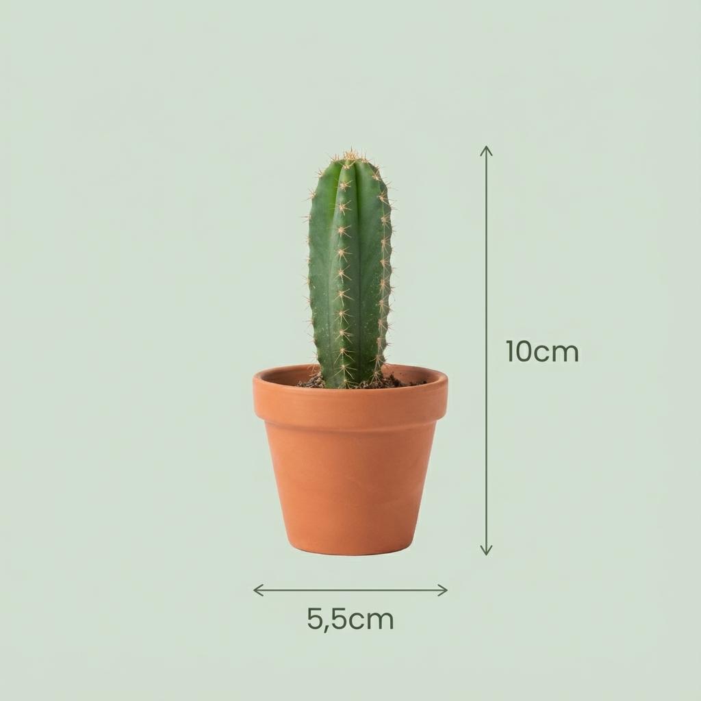 Mini Kakteen & Sukkulenten Mix – 18 Stück – Ø5,5cm – Höhe 5–10cm – Pflegeleichte Zimmerpflanzen – Ideale Deko & Geschenkidee für Zuhause Büro 