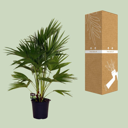 Livistona Chinensis – Fächerpalme – Zimmer- & Terrassenpflanze – Ø24 cm – Ca. 100 cm hoch – Pflegeleichte & elegante Grünpflanze für Innen & geschützten Außenbereich 