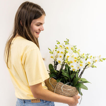 Kolibri Orchids | weißes Pflanzenset im Baumwollkorb inkl. Wassertank | drei weiße Orchideen Lausanne 9cm und drei Grünpflanzen | Dschungelstrauß weiß mit autarkem Wassertank 