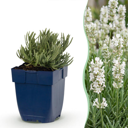 Lavendel 'Edelweiss' – Lavandula angustifolia 'Edelweiss' – 6 Pflanzen – Topf Ø11cm
