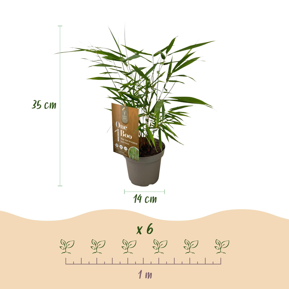 Bambus Fargesia Asian Wonder nicht wuchernder immergrüner Gartenbambus, grüne Sichtschutz Pflanzen, Ø14cm, 35cm hoch 
