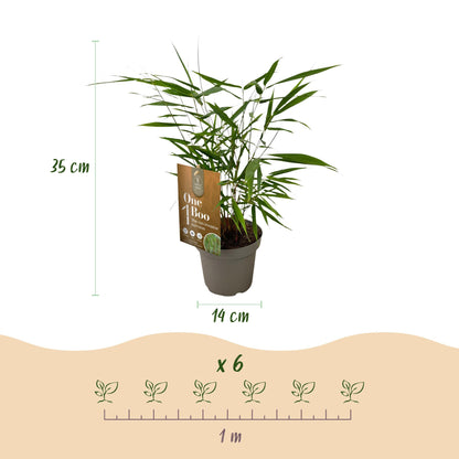 Bambus Fargesia Asian Wonder nicht wuchernder immergrüner Gartenbambus, grüne Sichtschutz Pflanzen, Ø14cm, 35cm hoch 