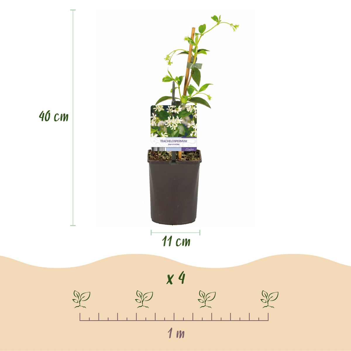 Trachelospermum jasminoides – Toskanischer Sternjasmin – 2 Pflanzen 11cm – ca. 40cm hoch – Immergrüne duftende Kletterpflanze – Winterhart & dekorativ für Pergola, Zaun & Balkon 