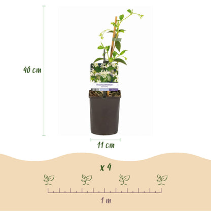 Trachelospermum jasminoides – Toskanischer Sternjasmin – 2 Pflanzen 11cm – ca. 40cm hoch – Immergrüne duftende Kletterpflanze – Winterhart & dekorativ für Pergola, Zaun & Balkon 