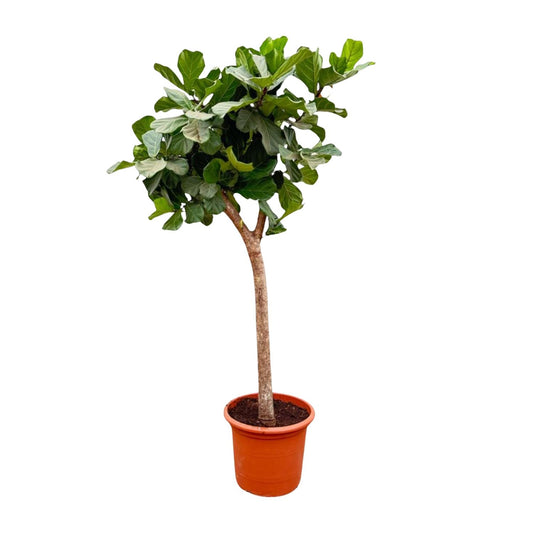 Ficus Lyrata boom XXXL - 230cm - ø40-45 