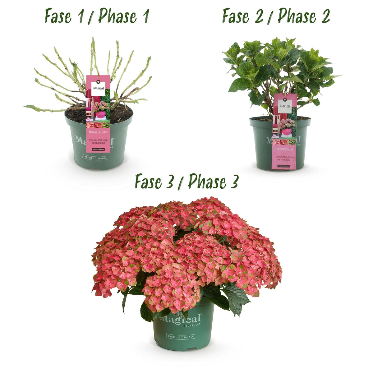 Hortensie Magical Green Fire – Hydrangea macrophylla – Rosa-Grün – Balkonpflanze – Im 23 cm Topf – Ca. 55 cm hoch – 6–10 Blüten – Für Balkon, Terrasse & Beet – Farbwechselnde Blüte – Pflegeleicht 