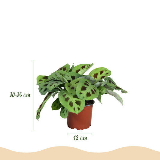 Green boutiQ - Zimmerpflanze - Marantha Silverband, Marantha Lemon Lime Marantha Kerchoveana - Gebetspflanze - Haustierfreundliche Pflanze - Grün - 3 Pflanzen - mit Korb - Topf 12cm - Höhe 25cm 