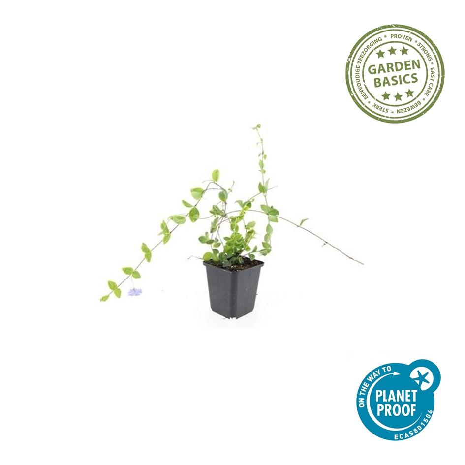Kleinblättriges Immergrün Vinca minor 'Blue and Gold' – ↕10-25cm – Ø9cm – 6 Pflanzen – Wintergrüner Bodendecker mit goldgelbem Laub – Blau-lila Blüten – Für Beete & schattige Bereiche – Pflegeleicht & robust 