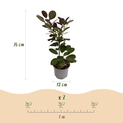 GreenboutiQ - Gartenpflanze - Cotinus coggyria Tricolour - Lila-Grün-Gelb - 3 Pflanzen - Laubabwerfend - Wenig Pflege - Topf 12cm Höhe 35cm 